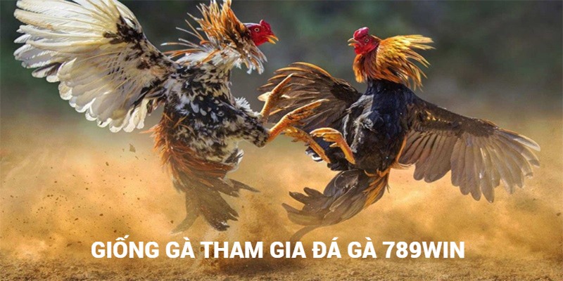 Những giống chiến kê tại đá gà 789win